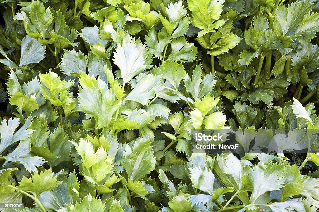 Celery Lovage Plant Stock Photo