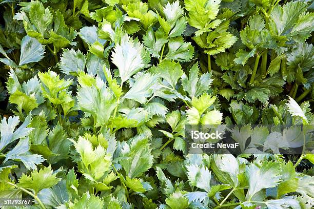 Celery Stock Photo - Download Image Now - Lovage Plant, Celery, Food
