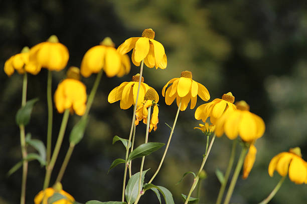 Yellow Coneflower with purple center photographed in the wild.