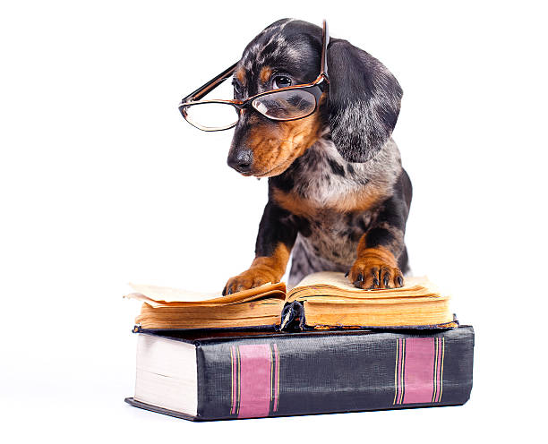 istock dachshund puppy in glasses and book 511794222