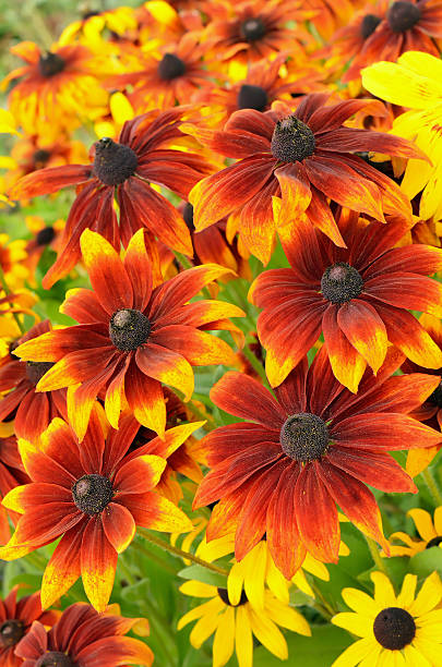 istock Rudbeckia flowers in the garden 511794762