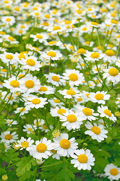 istock Tanacetum parthenium flowers in the garden 511794896