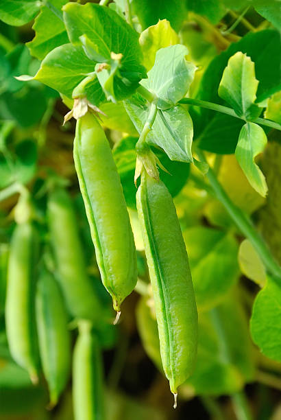 istock The  stems of peas 511794920