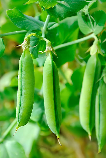 istock The  stems of peas 511794944