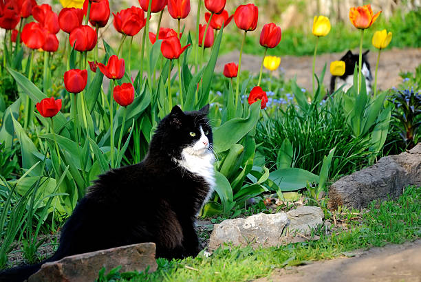 The cat sits in the garden among colorful tulips