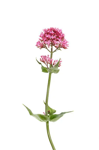Red valerian, Centranthus ruber, flowers and foliage isolated against white
