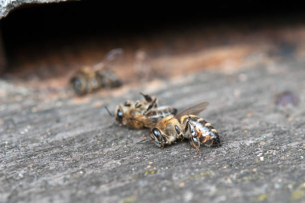 мертвый bees - dead animal стоковые фото и изображения