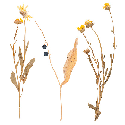 Set of wild dry pressed flowers and leaves, isolated