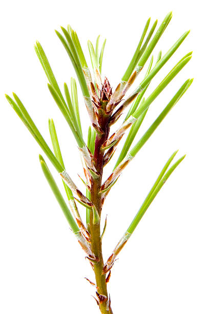 Isolated Pine Leaf - Stock Image stock photo