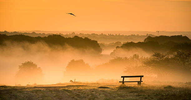 Foggy sunrise over Richmond park Foggy sunrise over Richmond park. richmond park stock pictures, royalty-free photos & images