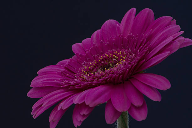Purple Gerbera Daisy bildbanksfoto