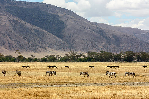 istock Zebras and Wildebeest in Africa 511803117
