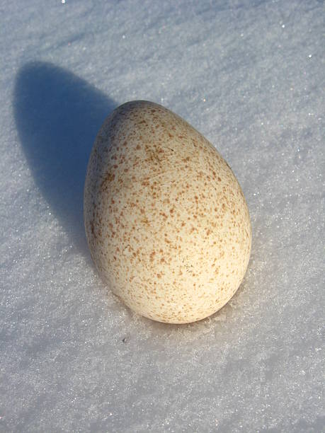 istock The egg of turkey on the snow 511804206