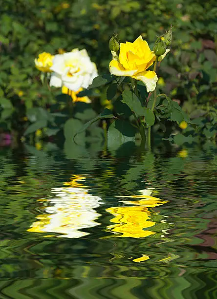 Photo of Water Ripple and reflections of Flora on water