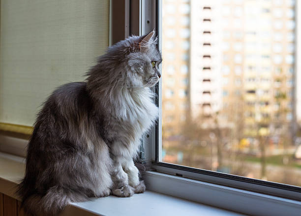 istock Beautiful grey cat sitting on windowsill and looking to a 511805362