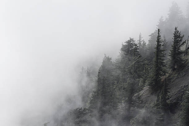 trees on a misty hillside - hurricane stok fotoğraflar ve resimler