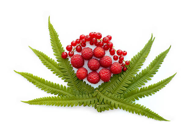 rasberries and red currants on a fern leaf basket stock photo