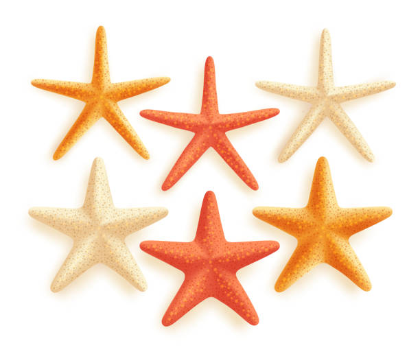 3D Realistic Set of Vector Starfish with Colors for Summer 3D Realistic Set of Vector Starfish with Different Colors for Summer Design Elements Isolated in White Background. Vector Illustration color image wildlife animal animal body part stock illustrations
