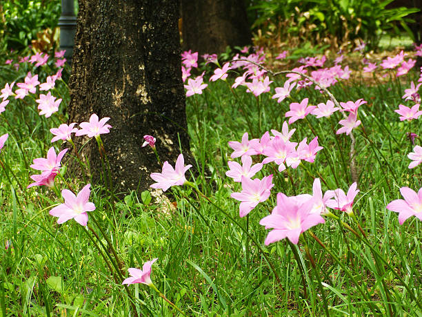 Rain Lily (Fairy Lily, Zephyranthes rosea) blooming in rainy season Rain Lily (Fairy Lily, Zephyranthes rosea) blooming in rainy season zephyranthes rosea stock pictures, royalty-free photos & images