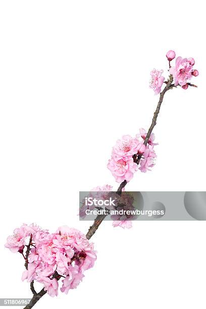Beautiful Pink Cherry Blossom Isolated On A White Background Stock Photo - Download Image Now