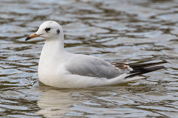 istock Close up view of seagull 511807284