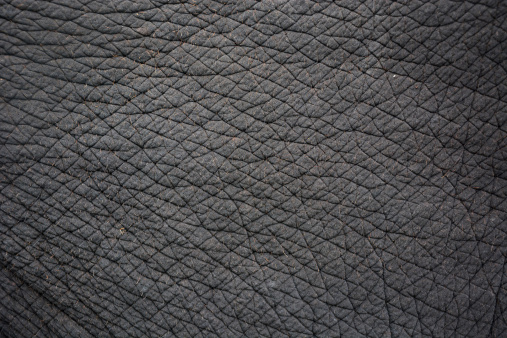 elephant skin for background or texture