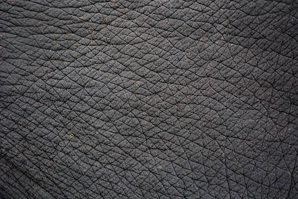 elephant skin elephant skin for background or texture national express stock pictures, royalty-free photos & images