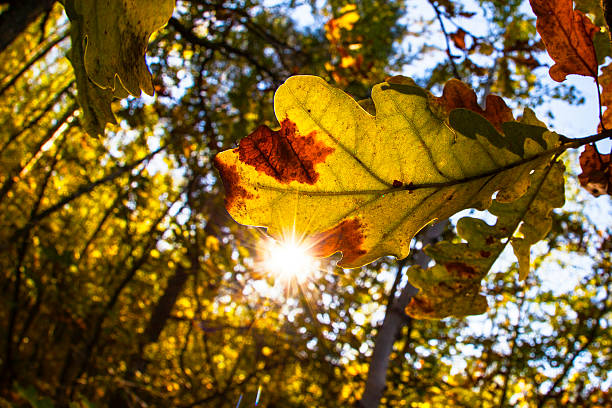 autunno foglie di quercia-eiche herbst im - appassito foto e immagini stock