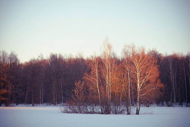 sunlight over the winter forest and field stock photo