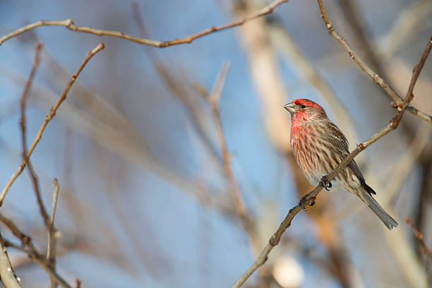 istock House finch, Haemorhous mexicanus, perching 511809390