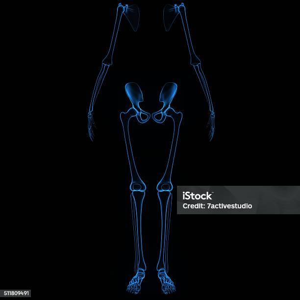 Hip And Legs Stock Photo - Download Image Now - Anatomy, Ankle, Biomedical Illustration