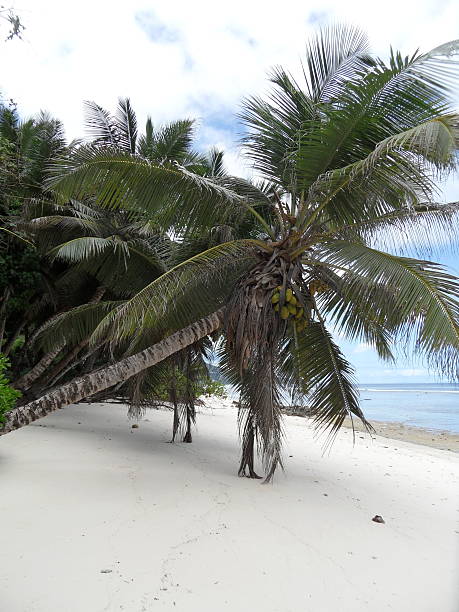 istock coconut palm tree on a lonesome beach of Mahe island 511810120