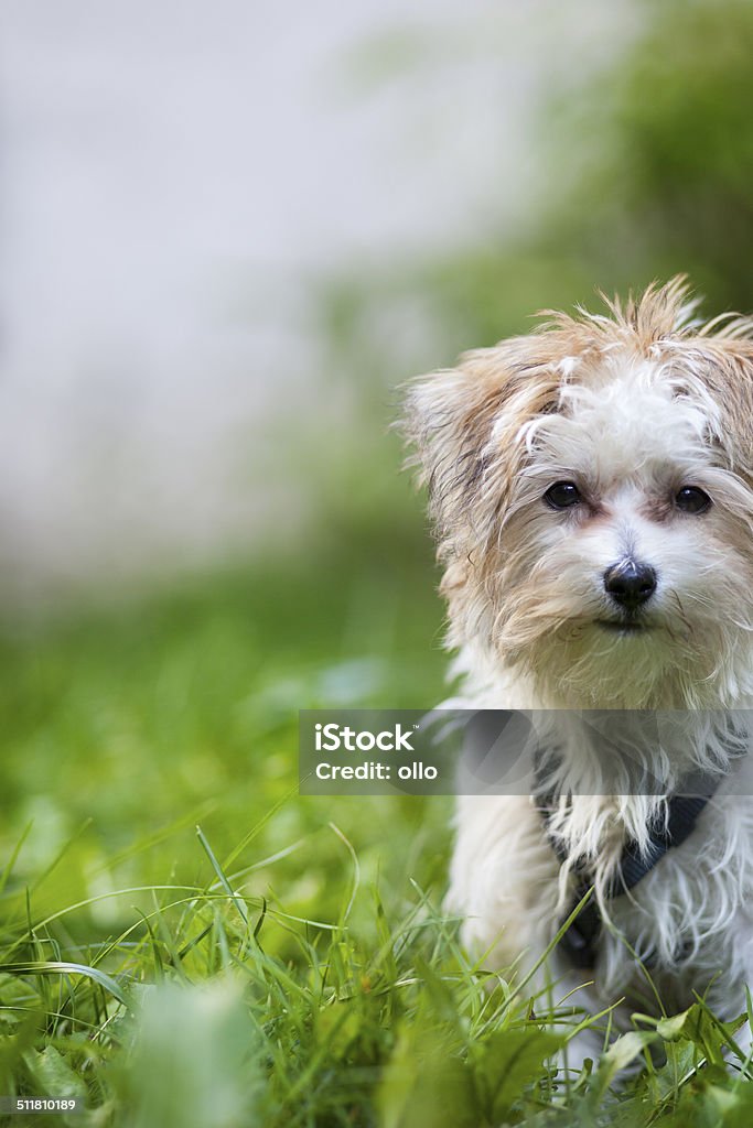 Cachorro - Foto de stock de Actividad libre de derechos