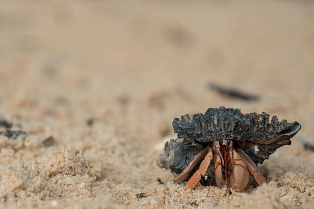 istock Thailand, November 2015 : Hermit carb at the beach 511811042