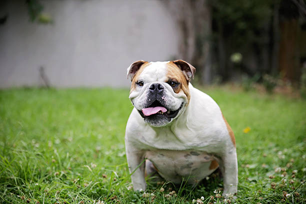 istock British Bulldog with tongue hanging out 511811268
