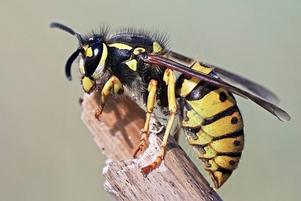 europesn wasp vespula germanica - avrupa eşek arısı stok fotoğraflar ve resimler