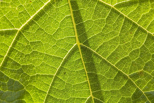 istock Texture of underside leaf of burdock, close-up 511812426
