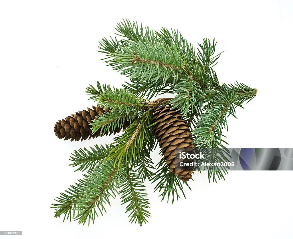 Fir tree branch with cones Beauty In Nature Stock Photo