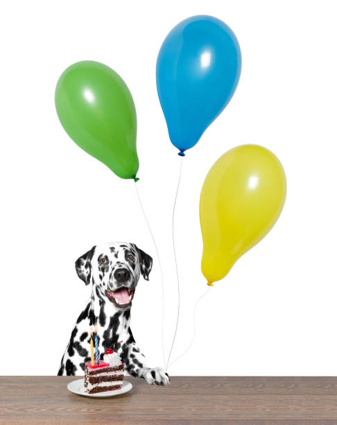 istock Dog celebrating a birthday 511813188