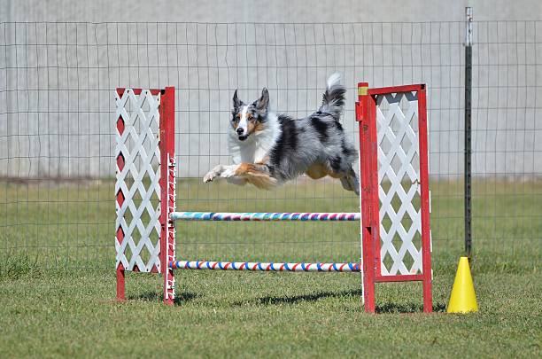 Shetland Sheepdog (Sheltie) at Dog Agility Trial Blue Merle Shetland Sheepdog (Sheltie) Leaping Over a Winged Jump at Dog Agility Trial sheltie blue merle stock pictures, royalty-free photos & images
