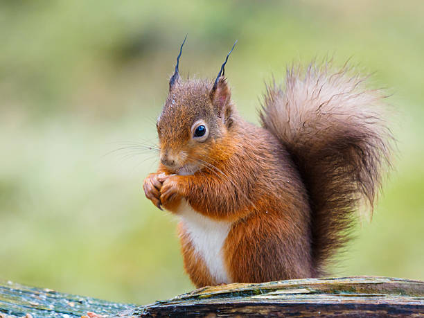 Red Squirrel stock photo