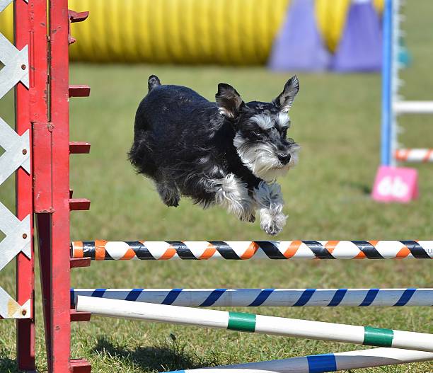 istock Miniature Schnauzer at Dog Agility Trial 511813724