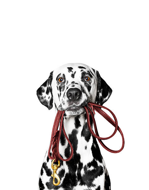 Dalmatian is holding the leash in its mouth Dalmatian is holding the leash in its mouth dalmatian dog photos stock pictures, royalty-free photos & images