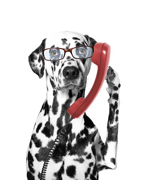 istock the dog is talking over the old phone 511813936