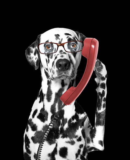 istock the dog is talking over the old phone 511814094