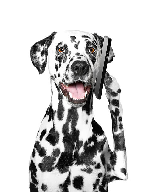 istock the dog is talking over the mobile 511814250