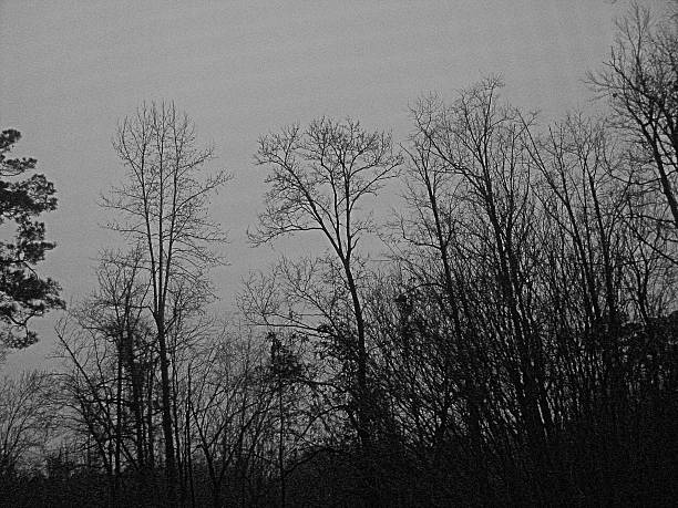 istock WINTER TREES AGAINST A LATE AFTERNOON SKY 511814266