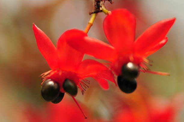 istock Ochna Serrulata or Mickey Mouse Plant 511844903