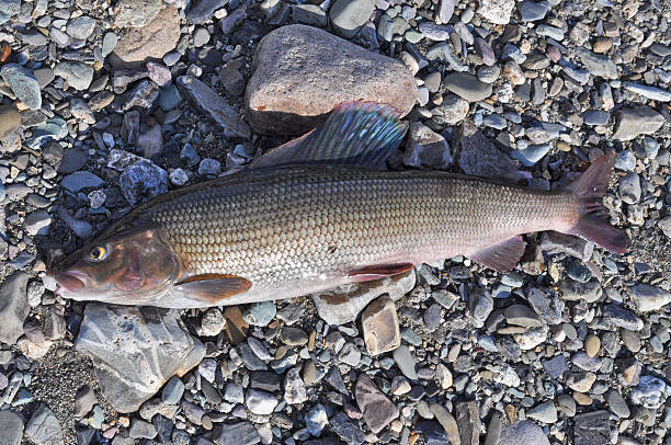 istock The European grayling. 511845247