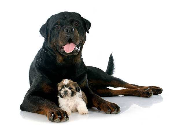 istock puppy shitzu and rottweiler 511845991